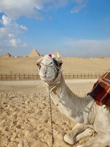 Geschmücktes Kamel im Sand vor einer großen Pyramide in Gizeh