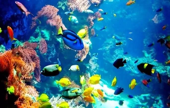 Buntes Korallenriff und tropische Fische in Safaga, Ägypten