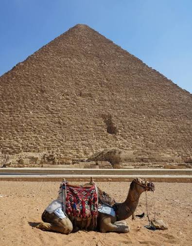 Cammello davanti alle piramidi di Giza