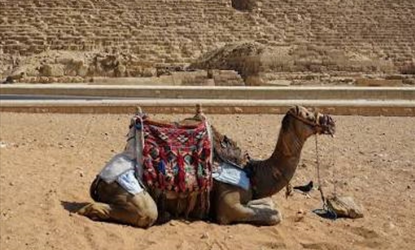 Ruhendes Kamel mit Satteldecke im Sand vor einer Pyramide