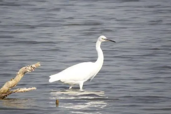 private bird watching tour Aswan