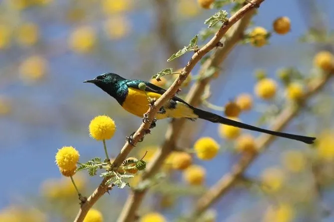 bird watching tour Aswan