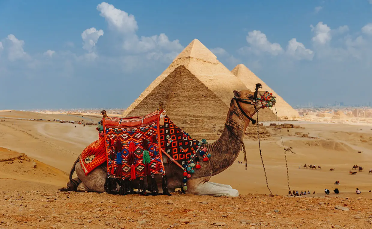 Gizeh-Pyramidentour: Ein Kamel rastet vor den historischen Pyramiden bei einem Ausflug ab Kairo.