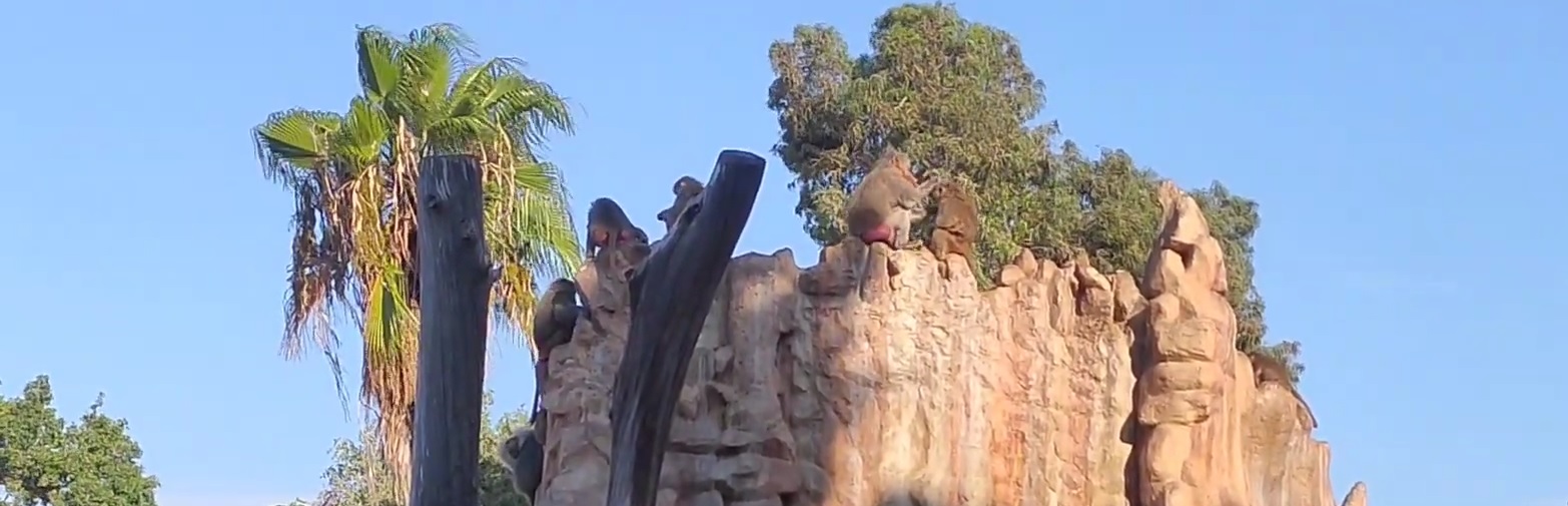 Babuinos en una colina rocosa artificial en el zoológico de Alejandría.