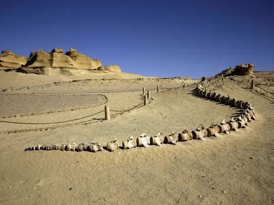 Wadi-Hitan-Tour: Versteinertes Urzeitwal-Skelett im Wüstensand bei einem Ausflug ab Kairo.