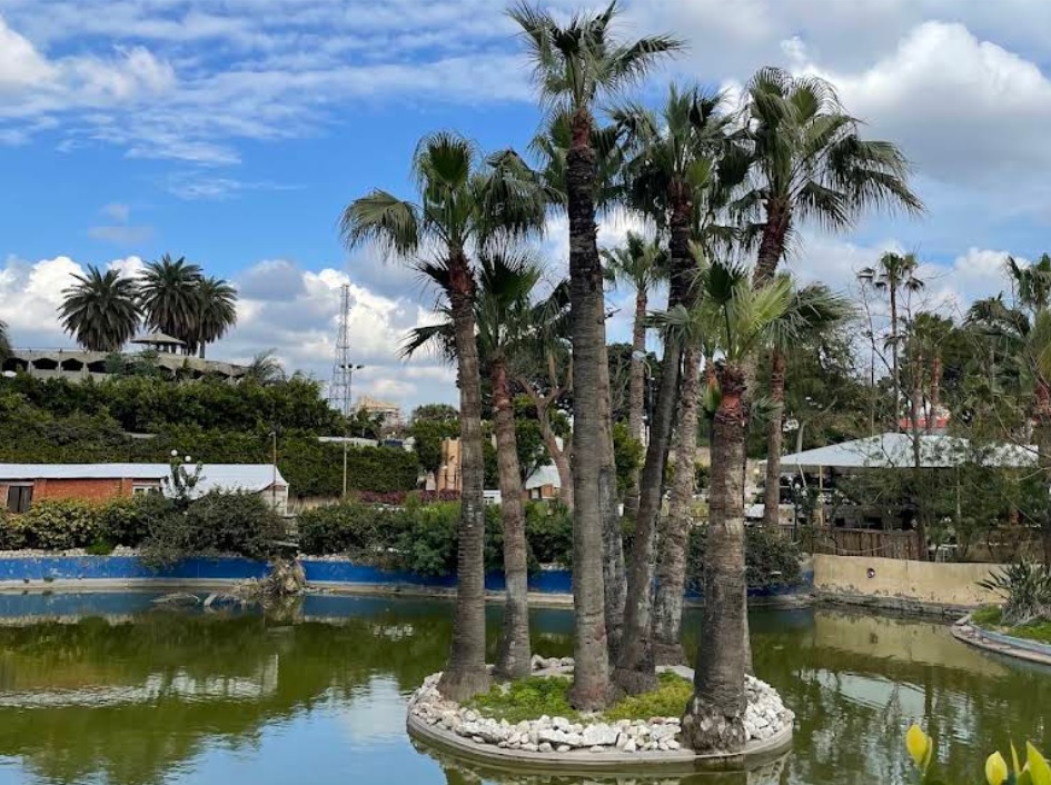 Palm trees on a small island in Shallalat Gardens