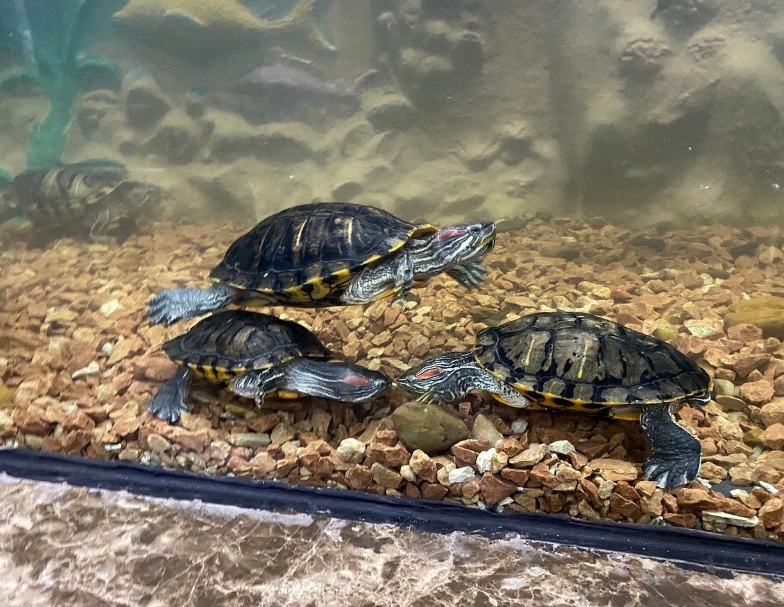 Tortugas de orejas rojas nadando sobre grava dentro de un tanque en el Acuario.