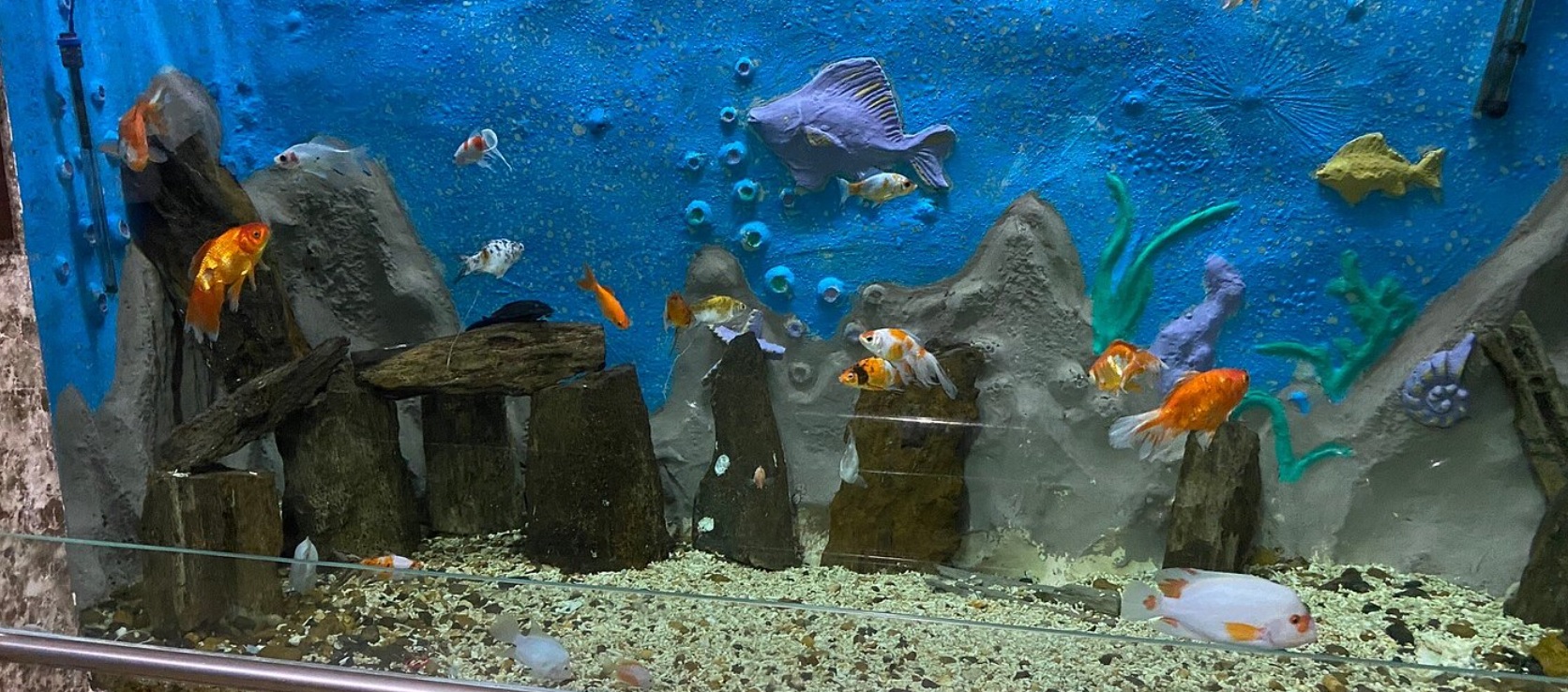 Divers poissons rouges colorés nageant dans un bassin bleu décoré à l'Aquarium d'Alexandrie.