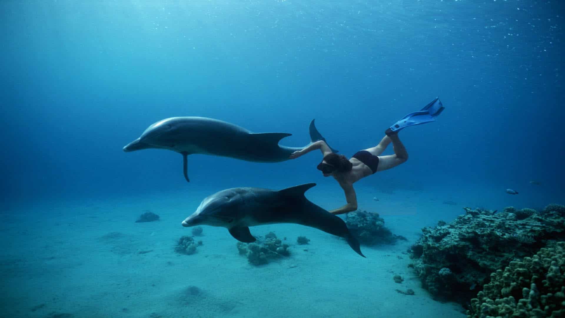 Dolphin House Hurghada: nuota con l'esperienza dei delfini selvatici