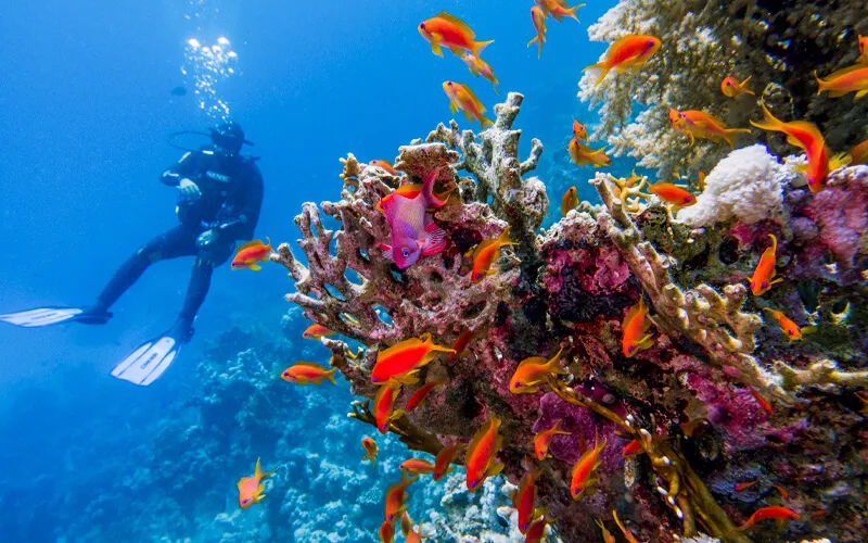 Le migliori attività e attrazioni a Sharm El Sheikh