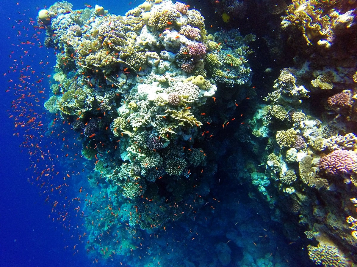 Tour del Parco Nazionale di Ras Mohamed da Sharm El Sheikh