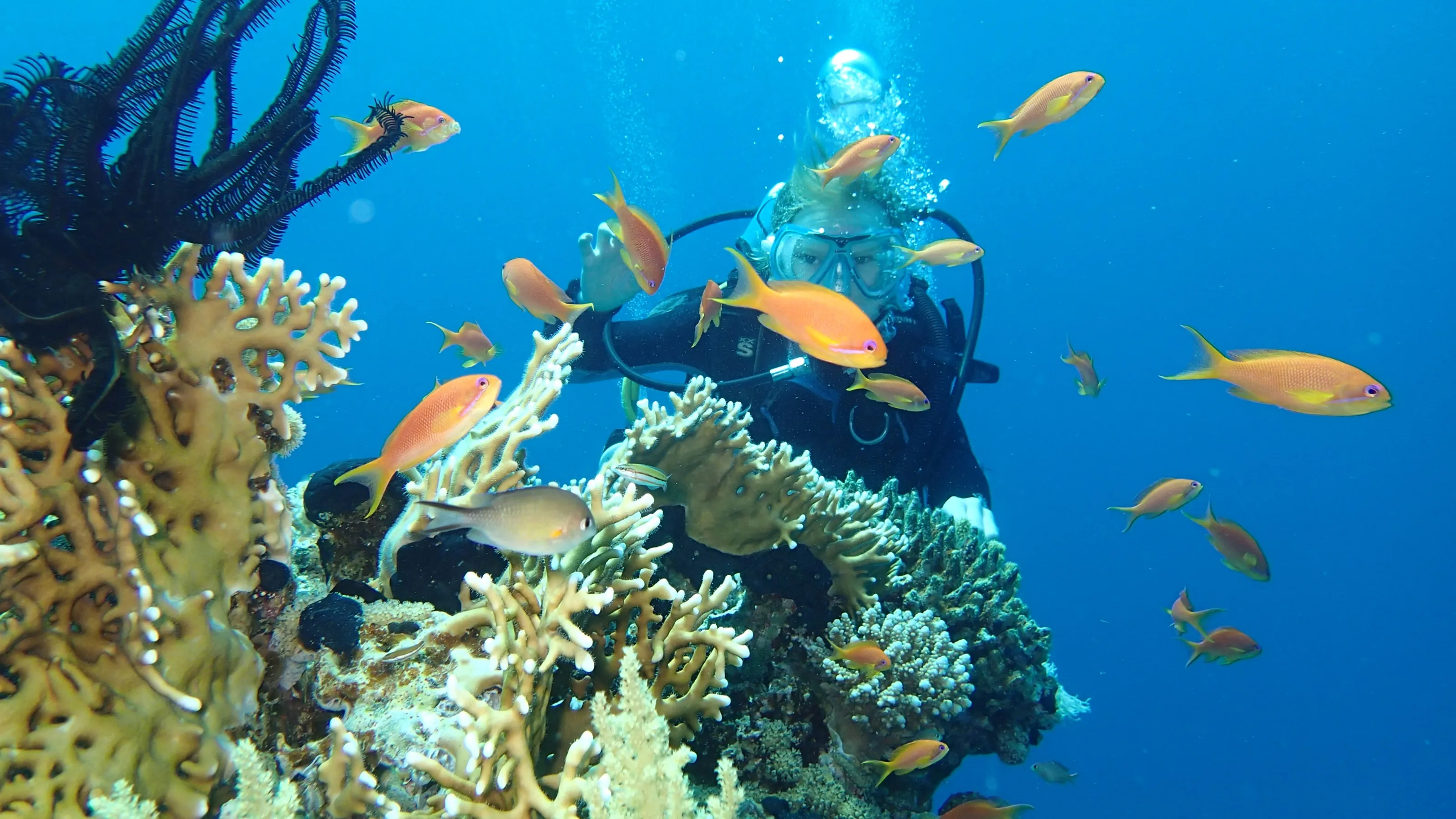 Buceador observando peces tropicales y arrecifes de coral en Mahmya.
