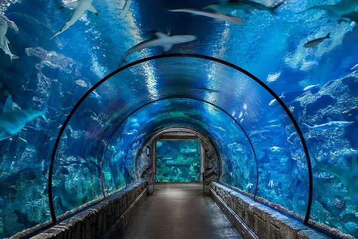Túnel panorámico con tiburones y peces nadando sobre los visitantes.