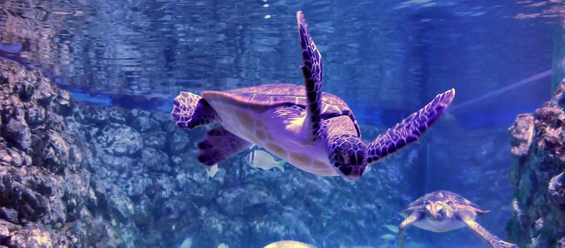 Tortuga marina nadando en aguas cristalinas dentro del acuario.