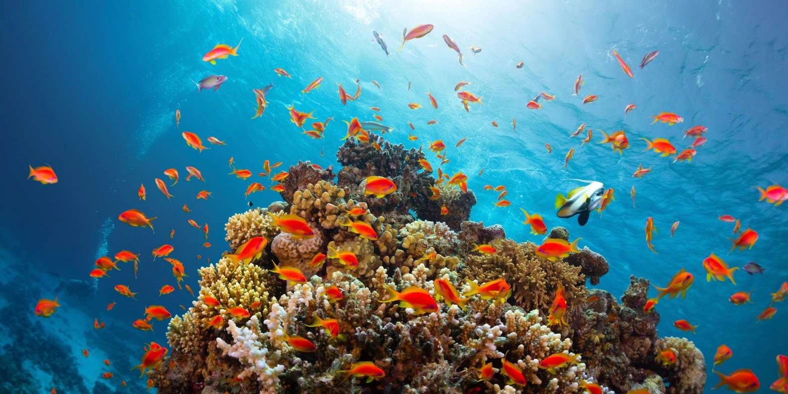 Bunter Korallenriff mit Fischschwarm im Ras Mohammed Nationalpark