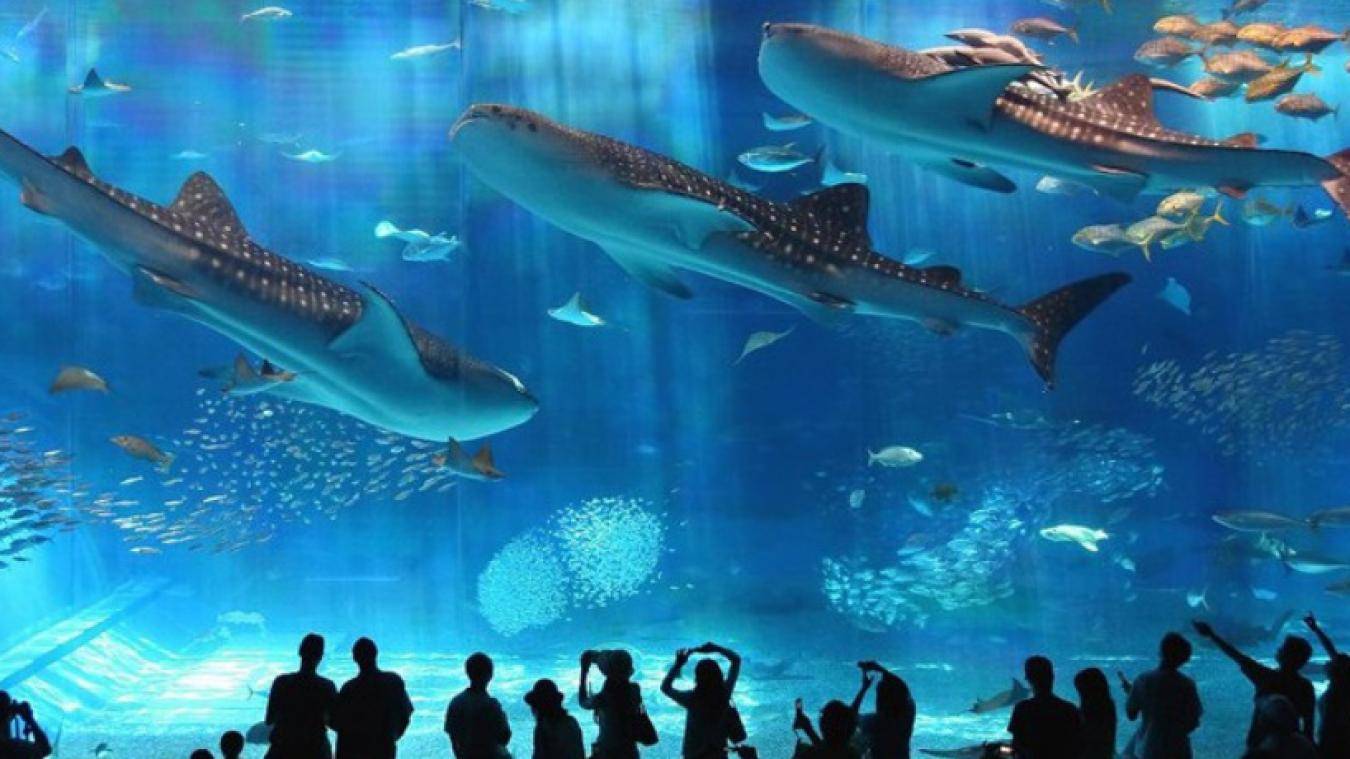 Hurghada Grand Aquarium: Top Family Attraction