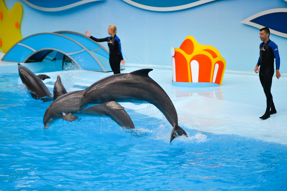 Hurghada Dolphin Show Egypt tours experience