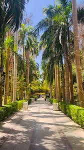 Hohe Palmen und tropische Vegetation im Botanischen Garten von Assuan